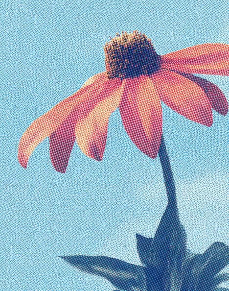 Illustrated coneflower against a blue sky